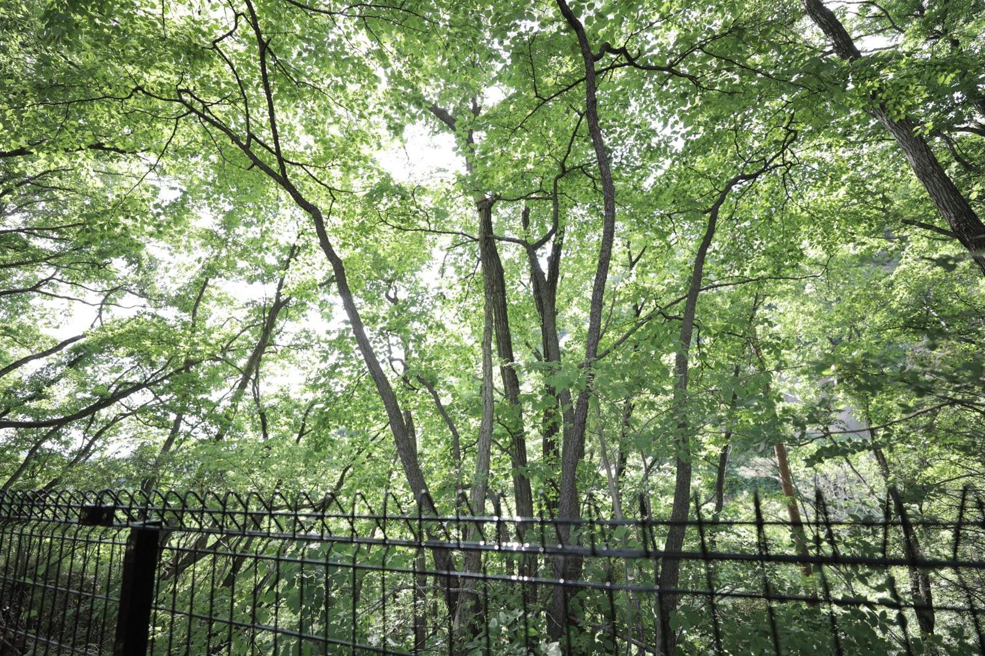 Sauna Forest Cabin 軽井沢 御代田　Mori-Asobi Oiwake Extérieur photo